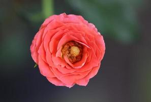 Rose Flower photo