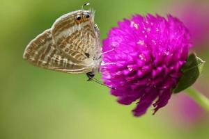Long-tailed Blue, Lampides boeticus
