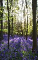 Beautiful morning in Spring bluebell forest with sun beams throu photo