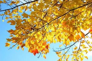 Autumn tree photo