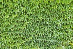 pared de hojas verdes foto