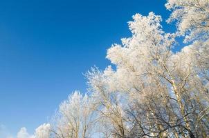 Copas de los árboles cubiertos de escarcha contra el cielo azul foto