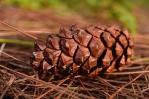 Pine cones on the ground in pine forest