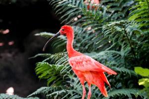 Scarlet Ibis bird