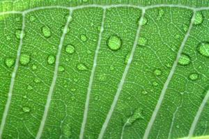 Water drops on leaf closeup