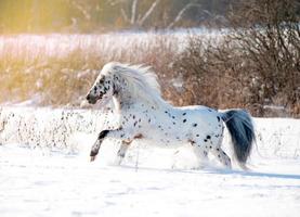 appaloosa pony runs free through the winter field