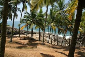 Coconut palms on the ocean shore photo