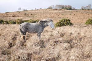 wild grey horse standing new forest national park winter photo