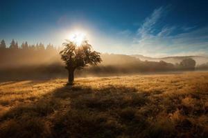 Morning sunrise in fog with single tree and forest