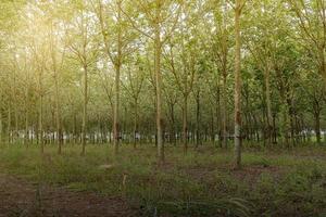 plantación de árboles de caucho foto