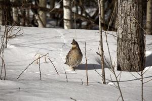 Ruffed Grouse in winter photo