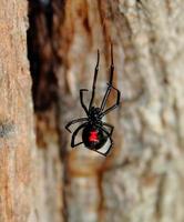 Hanging Black Widow Spider photo
