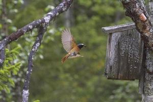 Common Redstart photo