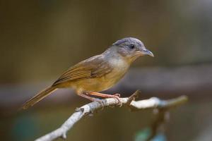 Close up of Brown-cheeked Fulvetta photo