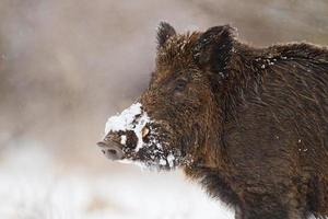 Wild boar in snow photo