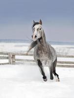 grey arab horse runs free in winter snowy field photo
