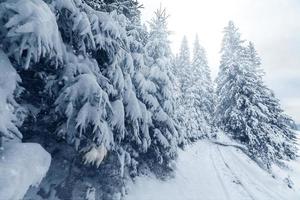 Arboles cubiertos con escarcha y nieve en las montañas foto