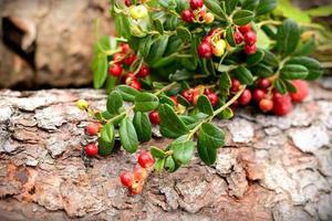 lingonberry sprigs
