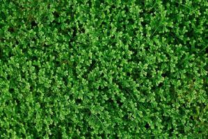 green moss photo