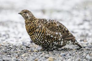 Spruce Grouse  (Falcipennis canadensis) photo
