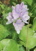 Water Hyacinth photo