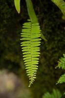 Green fern leaf.