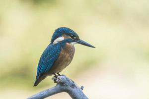 kingfisher photo