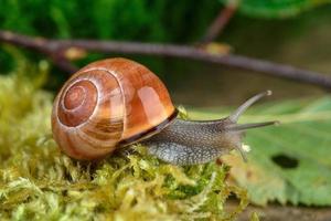 Snail and Mushroom photo