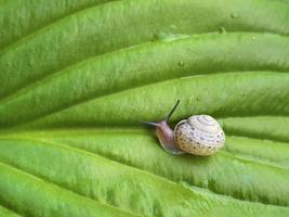 Snail on the green Hosta leaf photo