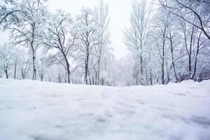 Snow covered tree photo