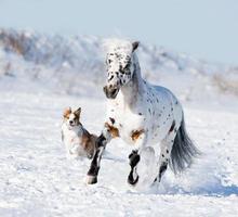 Appaloosa pony and sable border collie runs gallop in winter photo