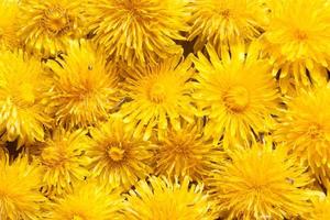 spring background with dandelions photo