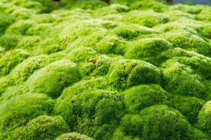 green moss photo