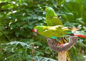 bright large tropical parrots sit on a branch and communicate