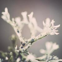 Ramas de plantas húmedas en el bosque de invierno - efecto retro vintage foto