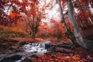 bosque de otoño brumoso con una gran cantidad de hojas rojas caídas.