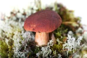 Brown cupped mushroom - seasonal vegetarian food photo