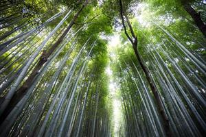 arashiyama foto