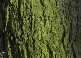 Mossy Tree Trunk photo