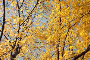 Autumn leaves with blue sky as background