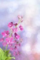 Beautiful pink orchid in green tropical forest bokeh photo