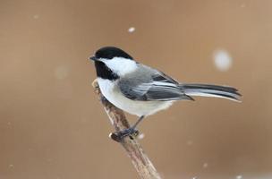 Chickadee on a branch with snow