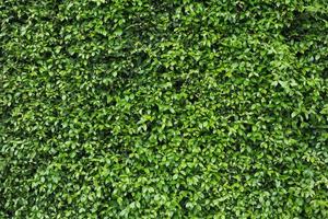 Green leaves wall
