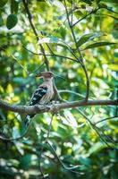 pájaro abubilla en árbol, upupa epops foto
