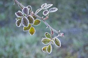Bramble branch covered in frost