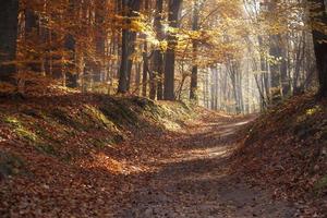 Pathway through the autumn park photo