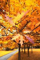 maple tree in autumn photo