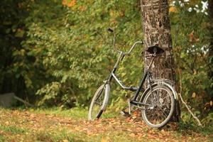 bicycle stands at the tree