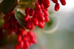 Red barberry berries on the tree photo