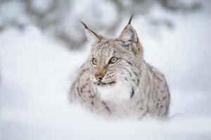 European lynx photo